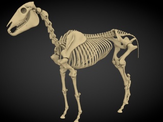 现代动物骨架C4D模型