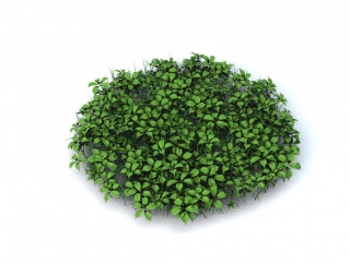现代绿植植物C4D模型