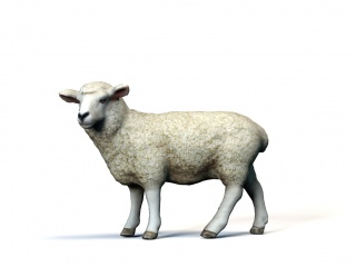现代家禽家畜山羊C4D模型
