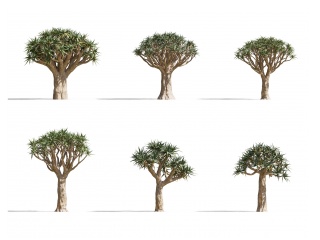 现代热带植物大树C4D模型