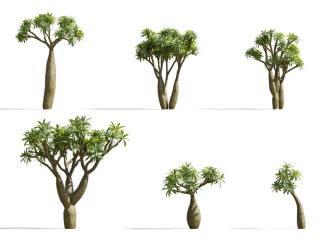 现代热带大树C4D模型
