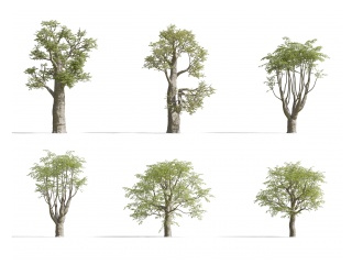现代热带大树C4D模型