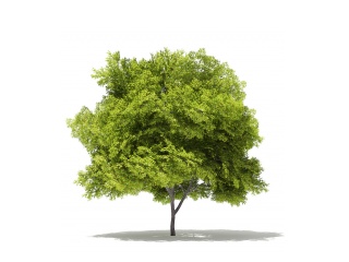现代植物大树C4D模型