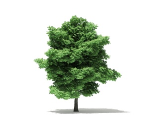 现代植物大树C4D模型
