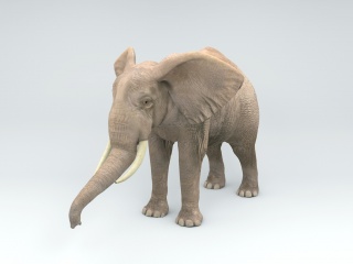 野生动物大象C4D模型