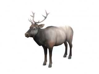 野生动物麋鹿C4D模型