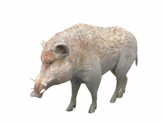 野生动物野猪C4D模型