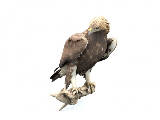 野生动物老鹰C4D模型