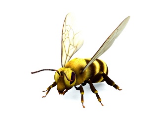 野生动物蜜蜂C4D模型