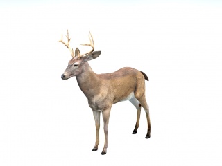 野生动物麋鹿C4D模型