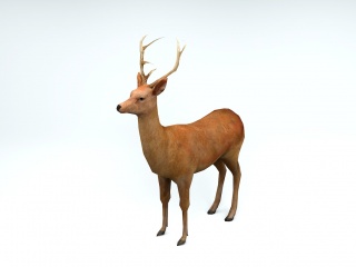 野生动物羚羊C4D模型