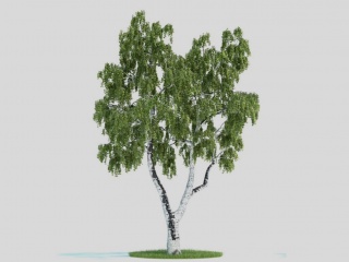 现代植物树木C4D模型