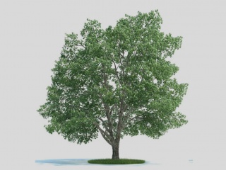 植物树木C4D模型