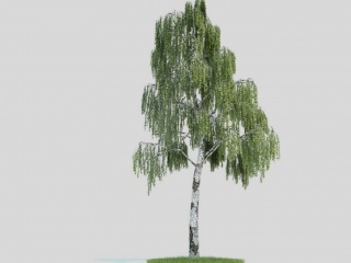 景观植物树木新疆杨杨树C4D模型