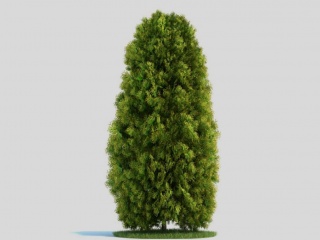 景观植物树木侧柏柏树C4D模型