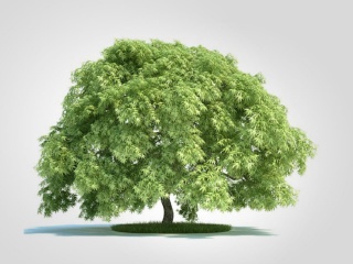 现代植物树木大树榕树C4D模型