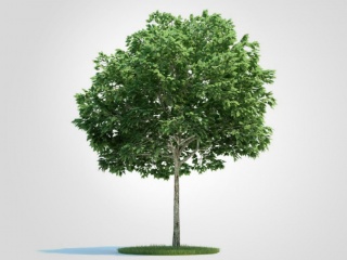 现代植物树木梧桐树C4D模型