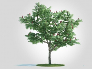 现代植物树木火炬树C4D模型