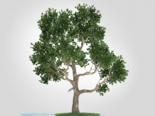 植物树木黄杨杨树C4D模型