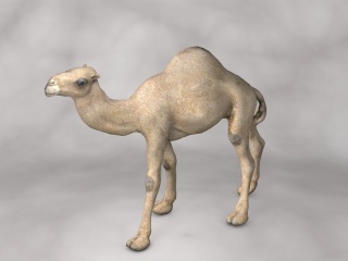 现代野生动物骆驼C4D模型