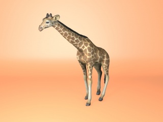 现代野生动物长颈鹿C4D模型