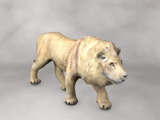 现代野生动物狮子C4D模型