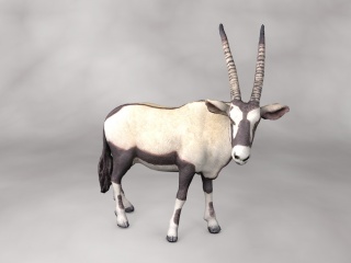 现代野生动物非洲大羚羊C4D模型