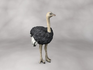 现代野生动物鸵鸟C4D模型