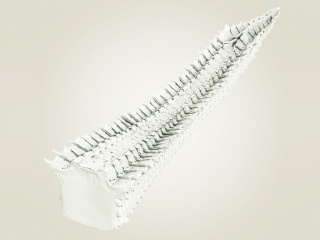 动物尾巴尾骨C4D模型