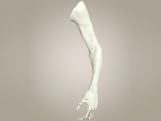 怪物手臂C4D模型