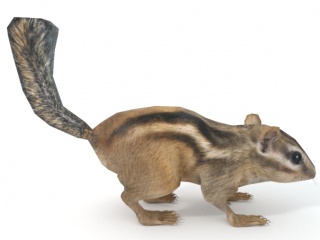 仿真卡通野生动物脊椎动物啮齿动物花栗鼠松鼠C4D模型