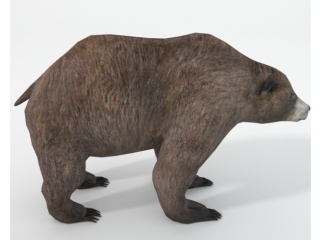 仿真卡通野生动物哺乳动物灰熊棕熊狗熊C4D模型