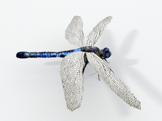 仿真卡通野生动物昆虫蜻蜓C4D模型