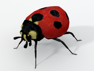 仿真卡通野生动物昆虫七星瓢虫甲壳虫C4D模型