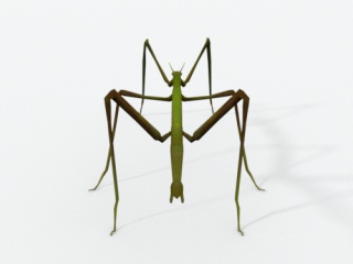 仿真卡通野生动物昆虫竹节虫螳螂C4D模型