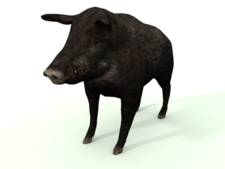 仿真卡通野生动物哺乳动物野猪山猪C4D模型