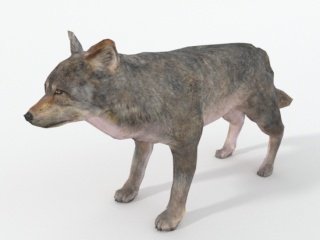 仿真卡通野生动物哺乳动物大灰狼狼C4D模型