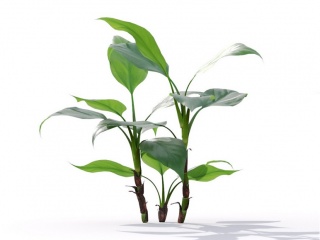 现代植物绿植热带植物大叶子家种树滴水观音广东万年青C4D模型