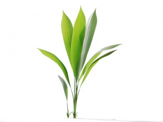 现代植物绿植热带植物大叶子家种树富贵竹玉米细长条叶子C4D模型