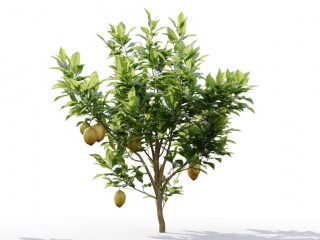 现代植物绿植树木大树单株室外果树景观树C4D模型