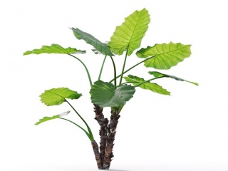 现代植物绿植热带植物大叶子家种树广东万年青海芋C4D模型