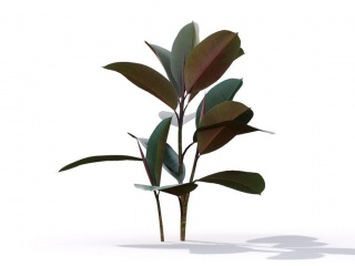 现代植物绿植热带植物大叶子家种树广东万年青印度榕树C4D模型