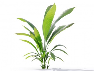 现代植物绿植热带植物家种树一叶青一叶兰	C4D模型