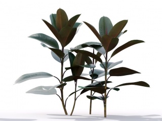现代植物绿植热带植物家种树印度榕橡皮树榕树桑树	C4D模型