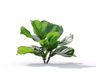 现代植物绿植热带植物家种树榕树桑树大琴叶榕C4D模型