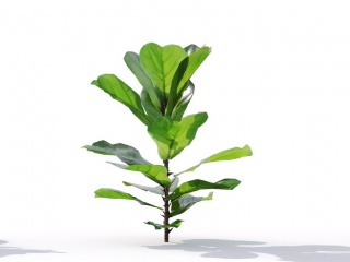 现代植物绿植热带植物家种树榕树桑树大琴叶榕	C4D模型