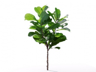 现代植物绿植热带植物家种树榕树桑树大琴叶榕C4D模型