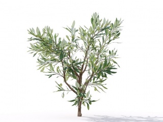现代植物绿植热带植物家种树榕树桑树树枝松树枝叶橄榄树枝C4D模型