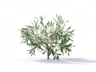 现代植物绿植热带植物家种树榕树桑树树枝松树枝叶小树枝银桦树C4D模型