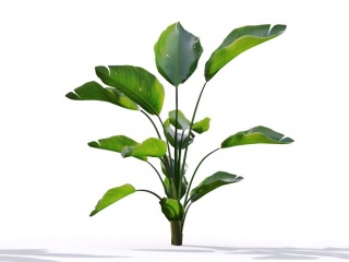 现代植物绿植热带植物家种树树枝叶小树枝鹤望兰C4D模型